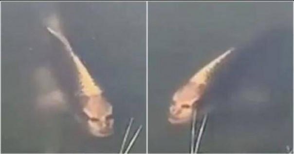 Gegerkan dunia maya, seekor ikan mas berwajah mirip manusia ditemui di China (foto/int)