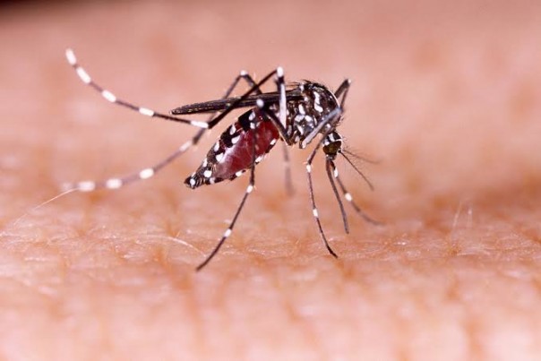 Demam berdarah dengue (foto/int)