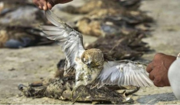 Ribuan burung ditemukan mati di dekat danau air asin di India, penyebabnya masih misterius (foto/int)