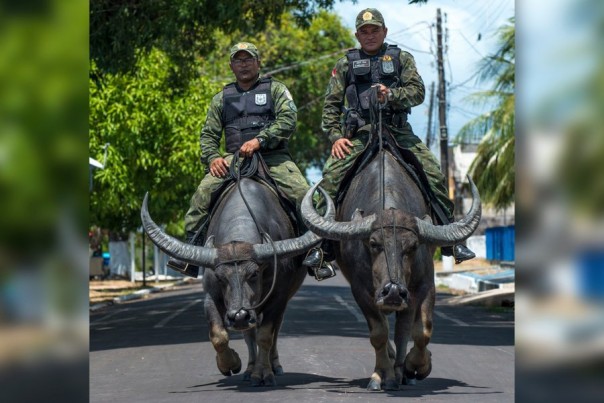Polisi di Brasil patroli pakai kerbua raksasa (foto/int)