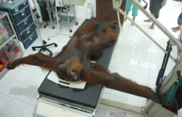 Orangutan yang ditembak secara membabi buta kini mengalami kebutaan. Foto : ist