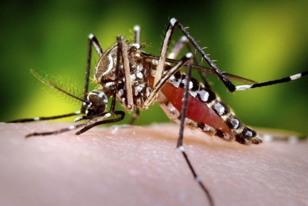 Bisakah HIV/AIDS ditularkan lewat gigitan nyamuk? (Foto/int)
