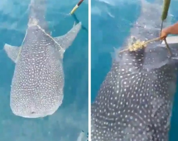 Netizen di laman twitter dihebohkan dengan video viral yang menampilkan hiu tutul (foto/int) 