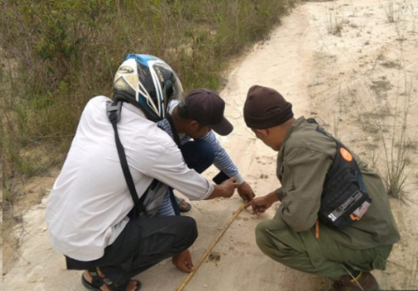 Petugas BBKSDA Riau memeriksa jejak kaki yang diduga milik Harimau Sumatera liar di Jalan Garuda Sakti yang berada di perbatasan Kota Pekanbaru dan Kabupaten Kampar. Foto: int 