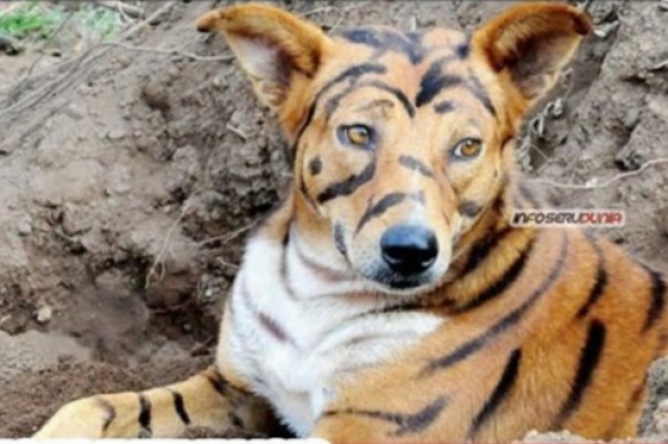 Petani di India cat anjing ladangnya mirip harimau untuk mengusir monyet-monyet (foto/int)