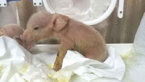 HIbrida babi-monyet yang dikembangkan oleh ilmuwan Cina (foto; Tempo.co)