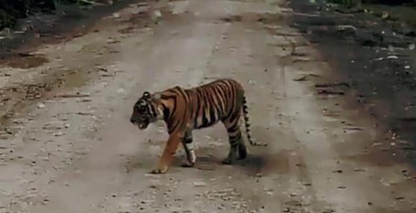 Harimau betina Bonita yang sempat membuat geger masyarakat di Indragiri Hilir, tahun 2018 lalu. Foto: int 