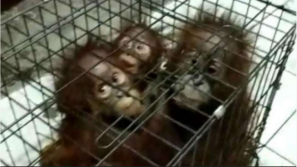 Orangutan yang ditemukan pemulung di Kota Pekanbaru saat berada di dalam kardus di kawasan Sungai Sibam. Foto: int 