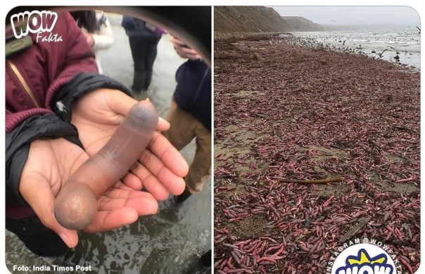 Penampakan Ikan Penis yang terdampar di salah satu tepian pantai di California. (R24/put)