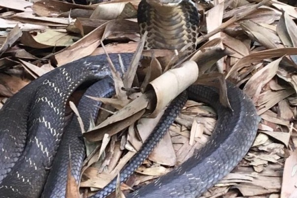 Teror Ular Kobra Semakin Meluas, Warga Temukan Puluhan Telur Kobra yang Siap Menetas di Bali