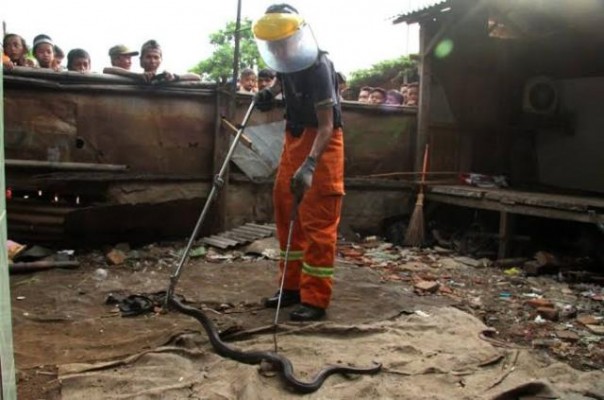 Petugas Damkar mengamankan ular kobra dari kawasan pemukiman penduduk. Foto: int 