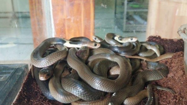 31 ekor anak ular kobra ditemukan dalam mesjid di Sukoharjo (foto/int)