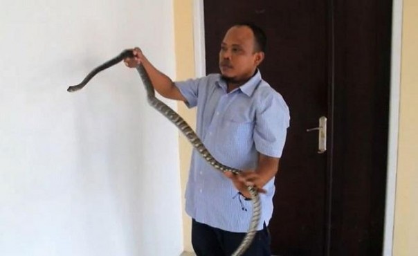 Fachrul Reza memegang ular Kobra