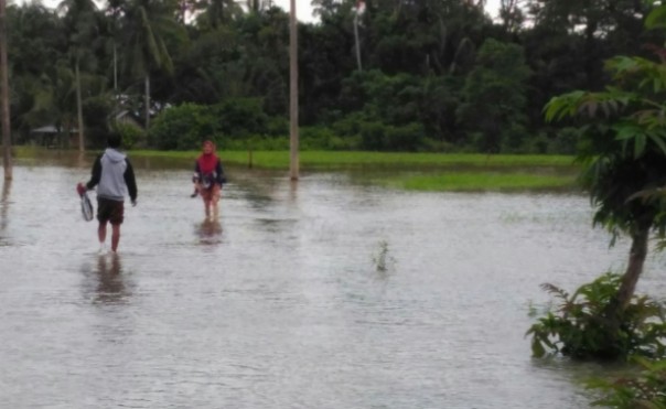 Sawah di Kuansing terendam banjir (foto/Zar)