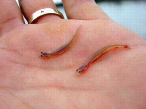 Ikan Cadiru di atas telapak tangan manusia. Meski posturnya begini mini, ikan sangat berbahaya. Foto: int 