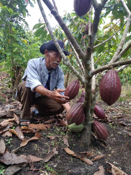 Iwan Kartiwan (66 tahun), petani kakao warga Desa Pelambaian Kecamatan Tapung, Kabupaten Kampar, Provinsi Riau.
