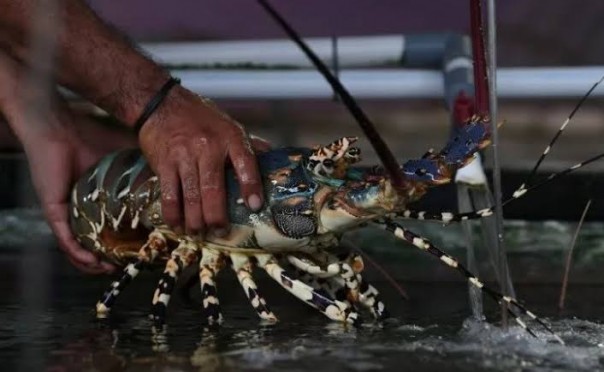 Ditutupnya keran ekspor benih lobster mengakibatkan sebagian masyarakat nelayan kelaparan (foto/int)