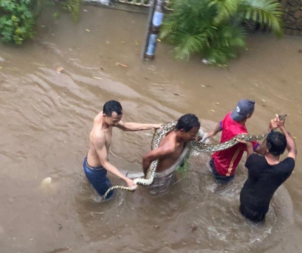 Penampakan ular saat banjir Jakarta. (R24/int)
