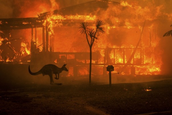 Hampir Setengah Miliar Hewan Terbunuh Dalam Kebakaran Hutan di Australia