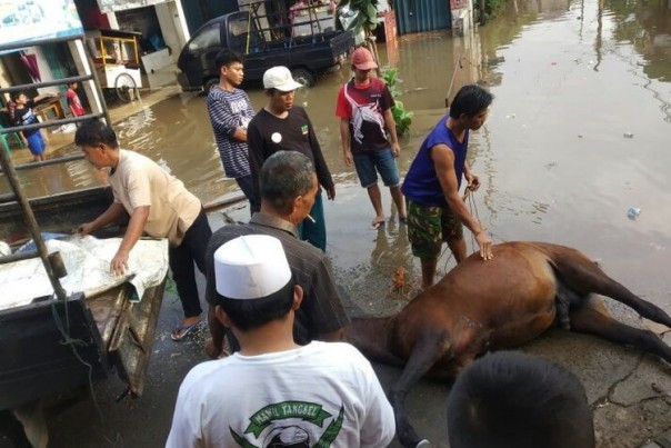 Kuda Ini Berhasil Selamatkan Warga Dari Banjir di Jakarta, Tapi Hal Tragis Ini yang Terjadi Selanjutnya...