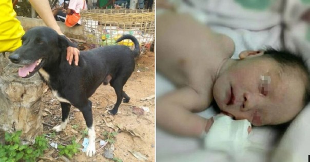 Menakjubkan, Anjing Berkaki Tiga Ini Selamatkan Seorang Bayi yang Dikubur Hidup-Hidup Oleh Ibunya