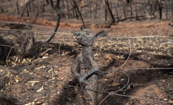 Foto Bayi Kanguru yang Terperangkap Di Dalam Pagar Menunjukkan Kengerian Kebakaran Hutan di Australia
