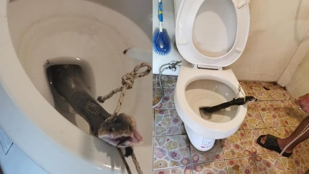Kepala Ular Kobra muncul dari dalam lubang toilet
