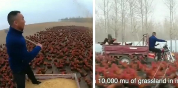 Pria China memberi makan 70 ribu ayam ternaknya tiap hari (foto/int)
