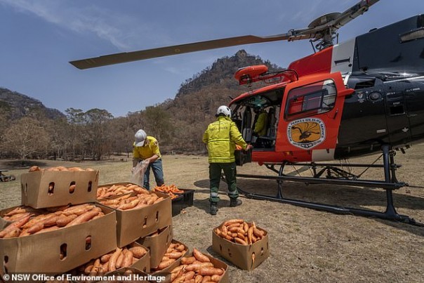 Menakjubkan, Belasan Helikopter Jatuhkan Ribuan Kilo Makanan Untuk Memberi Makan Satwa yang Kelaparan di Australia