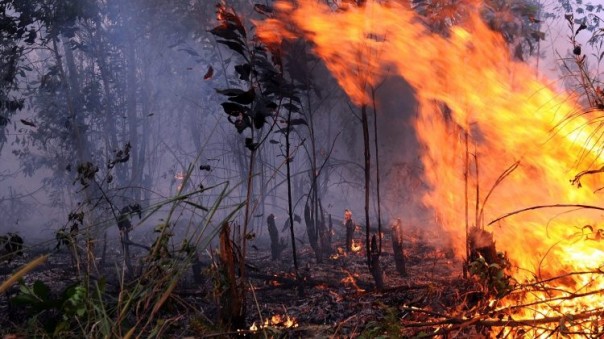 Kebakaran hutan dan lahan (foto/ilustrasi)