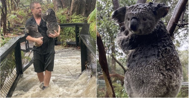 Setelah Kebakaran Hutan, Australia Kini Diancam Oleh Bencana Banjir