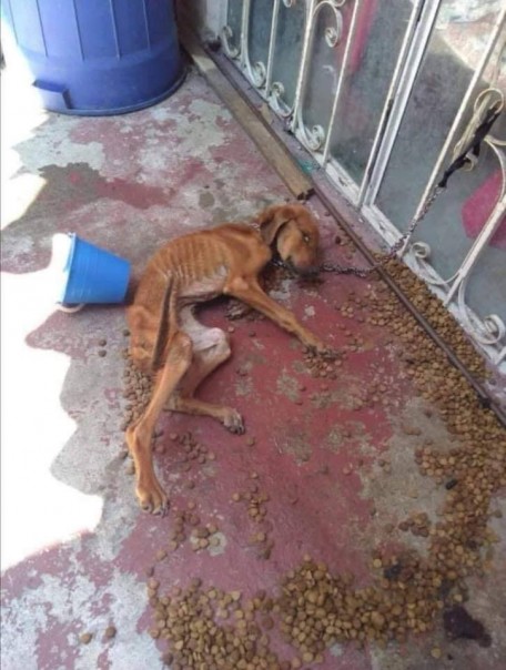 Kisah Anjing yang Dibiarkan Kelaparan Hingga Hampir Meninggal Ini Jadi Viral di Malaysia