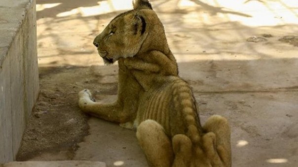 Begini kondisi salah satu singa yang dirawat di Sudan, tinggal tulang dibalut kulit. Kondisi ini memicu timbulnya amarah netizen. Foto: int 