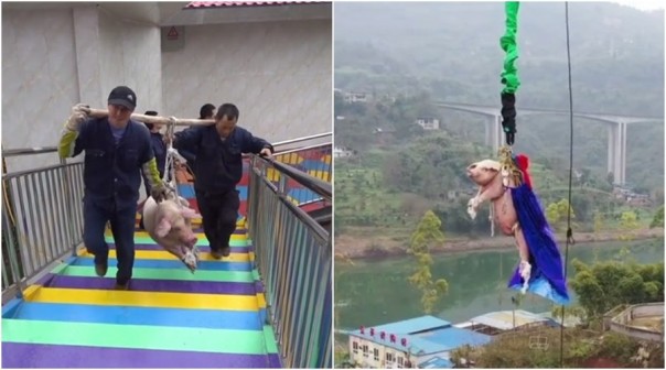 Viral, Babi Seberat 75kg Ini Dipaksa Melakukan Aksi Terjun Lenting di Taman Hiburan Cina  