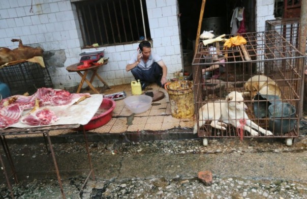 Inilah Pasar Asal Virus Wuhan Berasal, Ratusan Tikus, Anjing, dan Kelelawar Dijual Sebagai Sumber Lemak 
