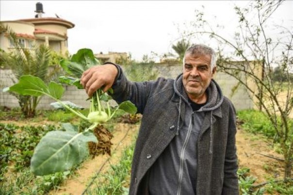  Petani Palestina Sukses Menanam Tumbuhan Obat Langka