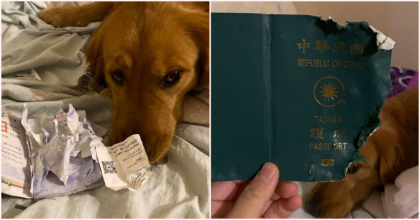 Sengaja Menghancurkan Paspor Milik Pemiliknya Saat Akan Melakukan Perjalanan Wuhan, Anjing Ini Dinobatkan Sebagai Anjing Terbaik di Dunia