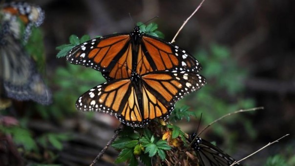 Aktivis yang Berjuang Untuk Melindungi Kupu-kupu di Meksiko Ditemukan Tewas Mengenaskan