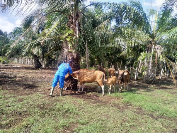 Puskeswan Dinas Pertanian (Distan) Kabupaten Bengkalis selama tiga pekan telah melakukan pemberian vaksin Jembrana kepada sapi-sapi jenis Bali (foto/Hari) 