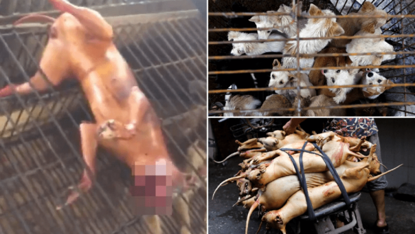 Rekaman Mengerikan Menunjukkan Anjing Dibakar Hidup-hidup di Pasar Jalanan China Jadi Viral