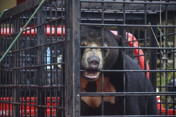 Sepasang beruang madu diamankan Ditreskrimsus Polda Riau dari masyarakat