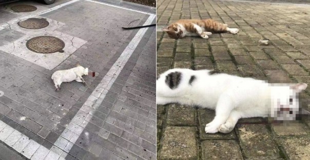 Kucing dan Anjing Dilempar Dari Apartemen Oleh Pemiliknya Karena Berpikir Mereka Dapat Menyebarkan Virus Wuhan