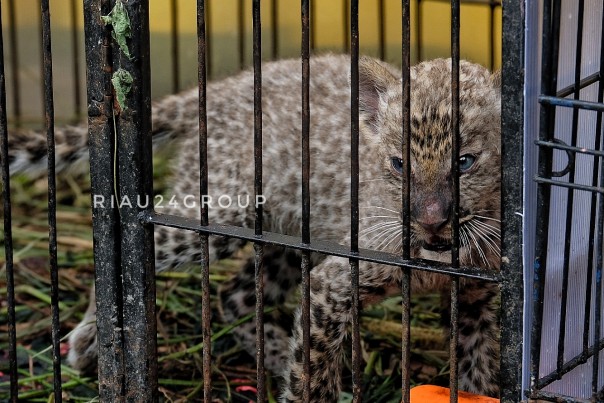 Anakan Leopard yang dirawat di Kebun Binatang Kasang Kulim Akhirnya Tewas.