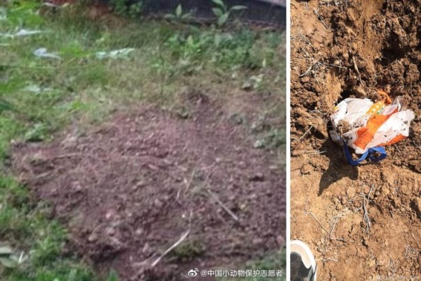 Mengerikan, Kucing Peliharaan di Wuhan Dikubur Hidup-Hidup Oleh Manajemen Perumahan, Saat Sang Pemilik Sedang Dikarantina