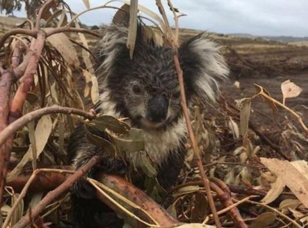 Pasca Kebakaran Hutan, Lusinan Koala Dibantai Oleh Para Penebang di Australia