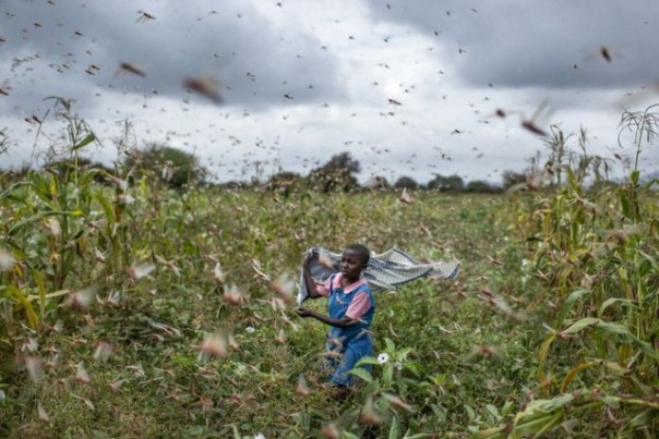 Ribuan belalang menyerbu salah satu kawasan pertanian di Somalia. Foto: int  
