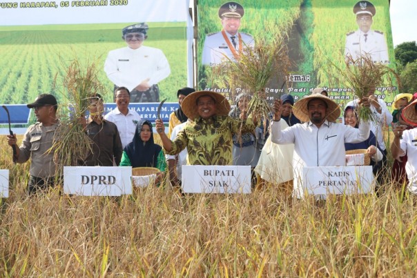 Bupati Siak Alfedri panen padi di Kampung Harapan (foto/int)