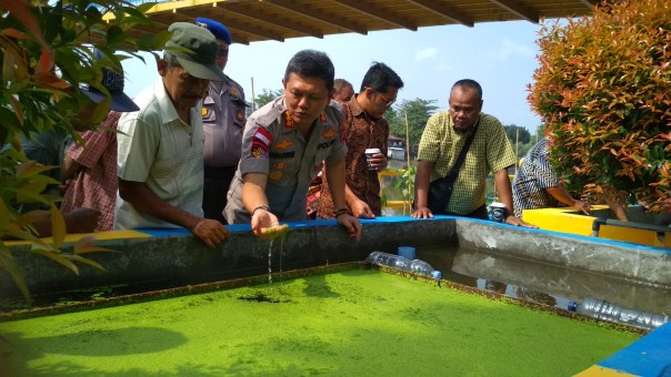 Direktur Polairud Polda Riau Kombes Badaruddin tengah melihatkan hasil budidaya pakan untuk makanan ternak.