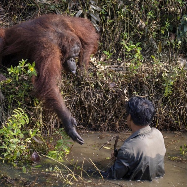 Foto Orangutan yang Menyelamatkan Nyawa Seorang Pria Karena Mengira Dia Jatuh ke Sungai yang Dipenuhi Ular di Kalimantan, Jadi Viral