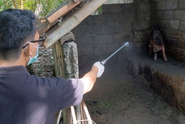 Petugas menyemprot cairan diinfektan di salah satu kandang babi milik warga di Bali. Foto: int 